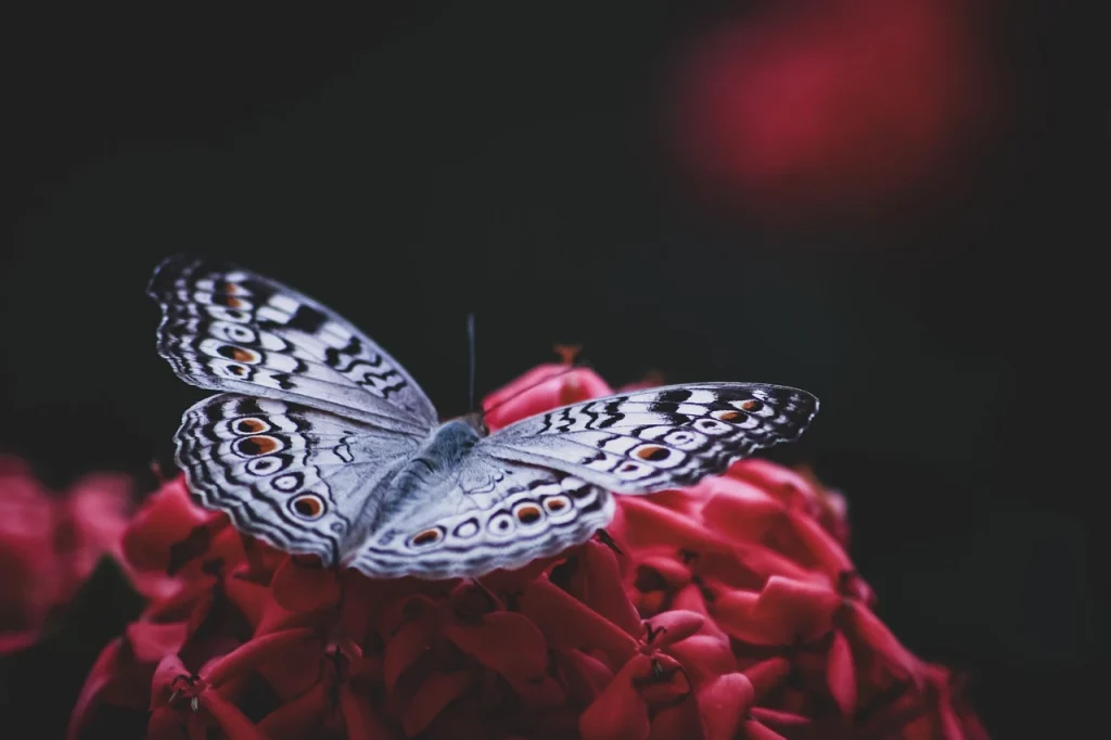 Début d'une pensée créatrice - le papillon